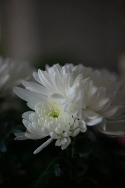 Close Shot White Chrysanthemums Flowers Dark Blurry Background — Stock Photo, Image