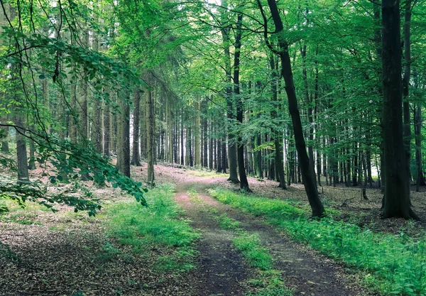 Прекрасный Вид Свежие Зеленые Деревья Лесу — стоковое фото