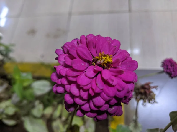 Fiore Zinnia Viola Nel Negozio Fiori Uno Sfondo Sfocato — Foto Stock