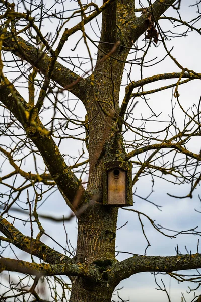 Eine Vertikale Aufnahme Eines Hölzernen Vogelnestes Auf Einem Mit Flechten — Stockfoto