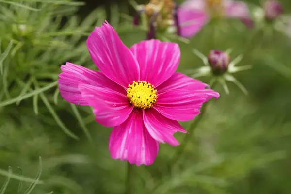 Colpo Fuoco Selettivo Bel Fiore Fiorente Cosmos — Foto Stock