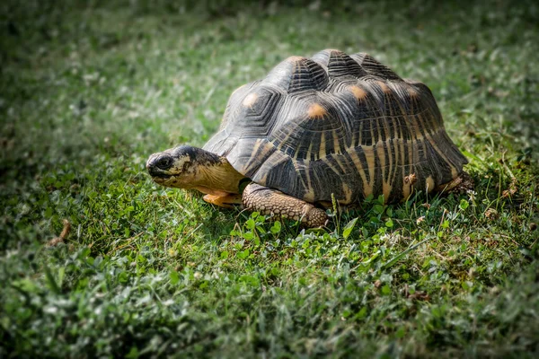 Closeup Shot Beautiful Turtle Grass Patterned Shell — Stock Photo, Image