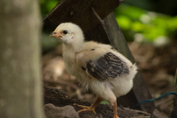浅褐色鸡的选择性聚焦镜头 — 图库照片