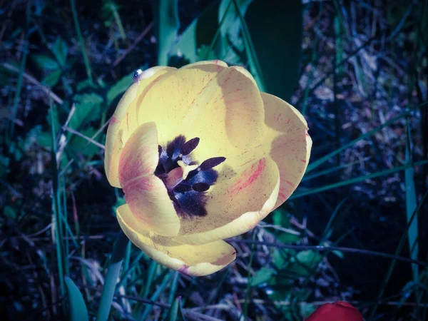 Primer Plano Tulipán Amarillo — Foto de Stock