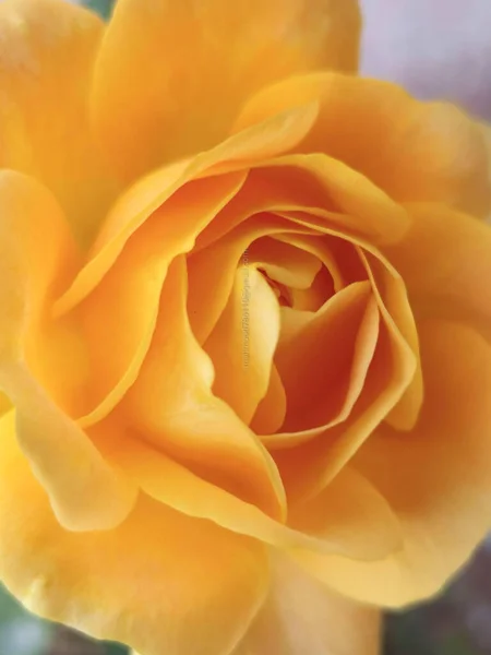 Eine Nahaufnahme Einer Schönen Gelben Rose — Stockfoto