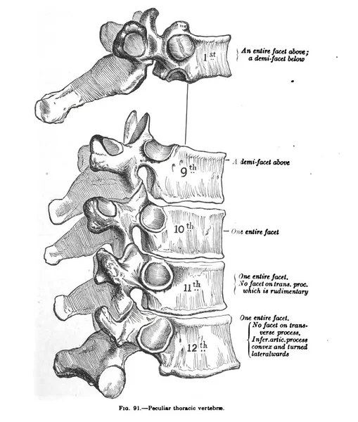 Vertikal Anatomisk Teckning Och Text Säregna Bröstkotorna Från 1800 Talet — Stockfoto