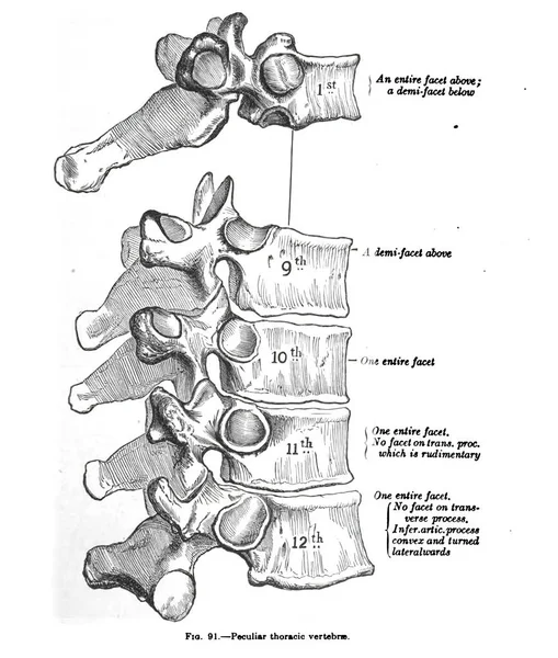 Dibujo Anatómico Vertical Texto Las Peculiares Vértebras Torácicas Del Siglo — Foto de Stock