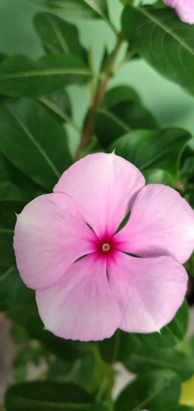 Tiro Vertical Vista Superior Uma Flor Periwinkle Rosa Crescente — Fotografia de Stock