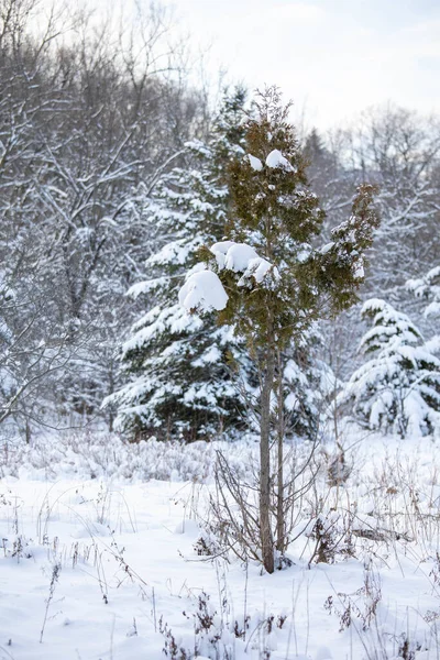 Een Verticaal Schot Van Een Kleine Dennenboom Bedekt Met Sneeuw — Stockfoto