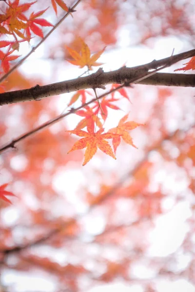 Een Lage Hoek Van Groeiende Prachtige Japanse Rode Esdoorn Bladeren — Stockfoto