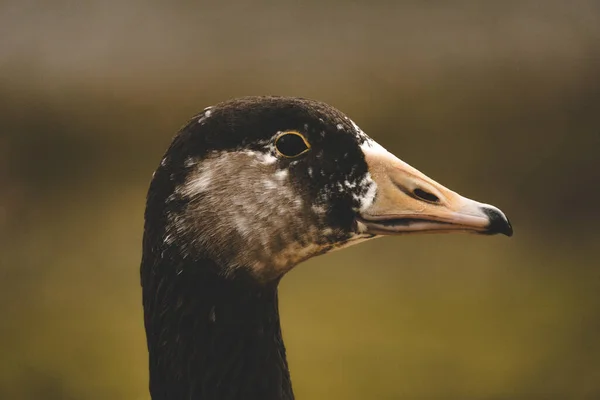 Closeup Shot Goose Grassy Land — Stock Photo, Image