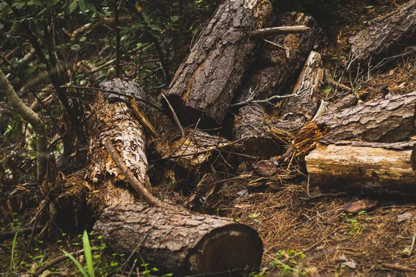 Tumpukan Kayu Tanah Hutan — Stok Foto