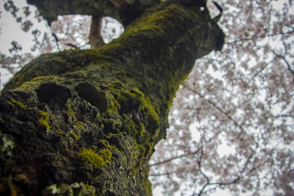 Tiro Vertical Bela Sakura Frente Templo Miyajima Japão — Fotografia de Stock