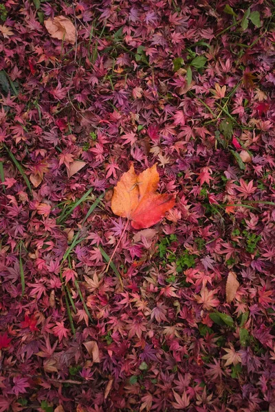 Une Vue Dessus Des Feuilles Érable Rouge Tombées Sol Automne — Photo