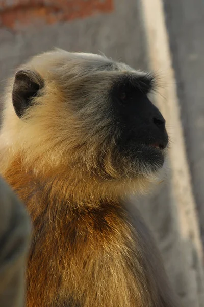 Вертикальна Фотографія Мавпи Суріліса — стокове фото