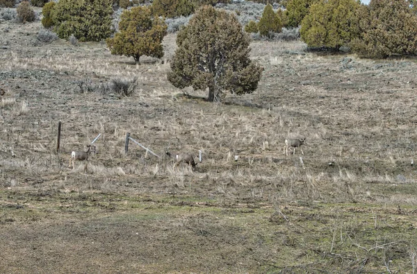 Tiro Ángulo Alto Los Árboles Ganado Campo —  Fotos de Stock