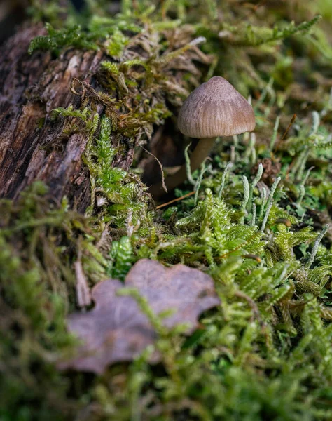 緑の草の中で成長する小さな森のキノコの選択的な焦点ショット — ストック写真