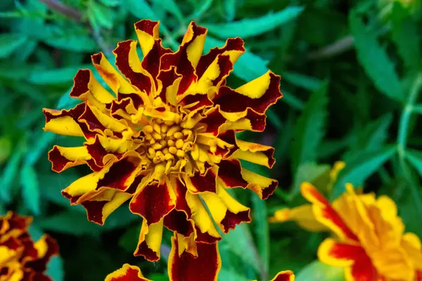 Tiro Close Uma Bela Flor Calêndula — Fotografia de Stock