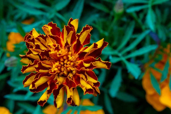 Eine Nahaufnahme Von Oben Aufnahme Einer Schönen Ringelblume — Stockfoto