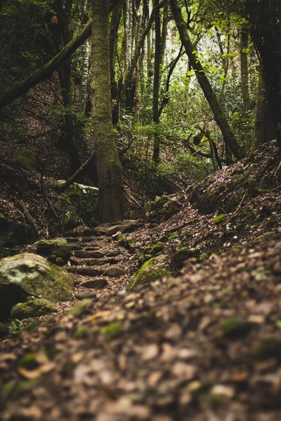 Plan Vertical Sentier Dans Une Forêt Aux Arbres Moussus — Photo