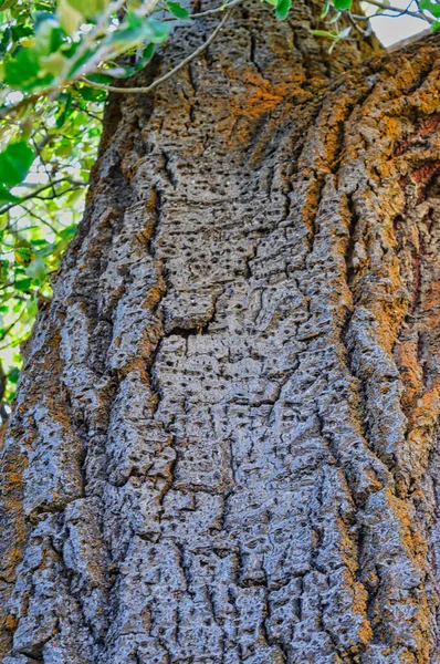 Μια Κατακόρυφη Επιλεκτική Εστίαση Από Κοντά Του Φλοιού Του Δέντρου — Φωτογραφία Αρχείου