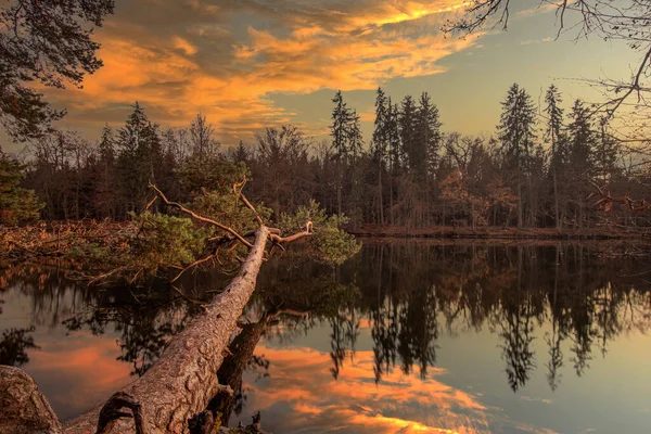 Beautiful Sunset Scenery Trees Reflecting Lake Barensee Stuttgart Germany — Stock Photo, Image