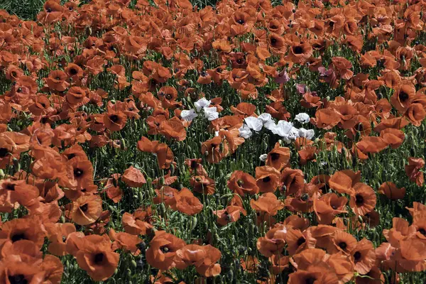 Гарний Знімок Квітучого Червоного Макового Поля Білими Маками Посередині — стокове фото