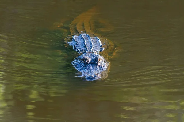 Een Close Shot Van Een Alligator Circle Bar Ranch Reserve — Stockfoto