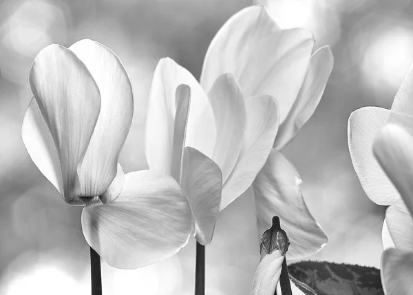 Eine Nahaufnahme Graustufenaufnahme Weißer Blumen — Stockfoto