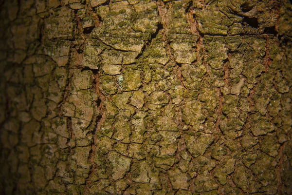 Primo Piano Vecchio Albero Buccia Secca — Foto Stock