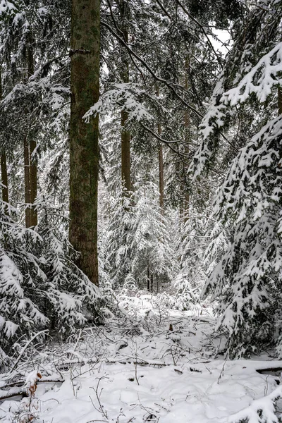 Paysage Hivernal Pittoresque Sur Forêt Noire Allemagne — Photo
