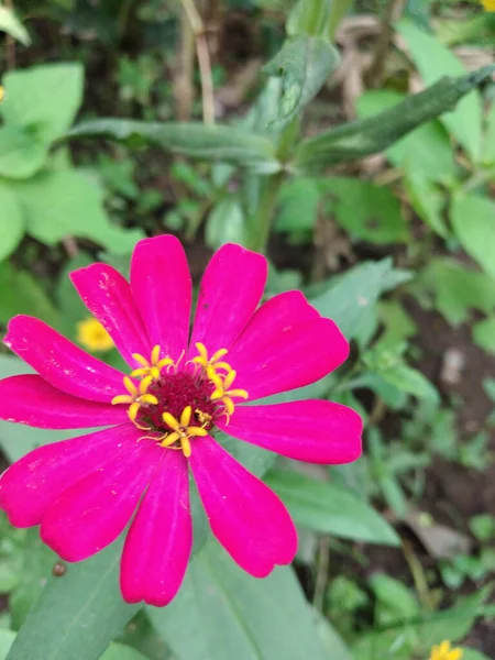 成長しているエレガントなジニアの花の浅い焦点ショット — ストック写真