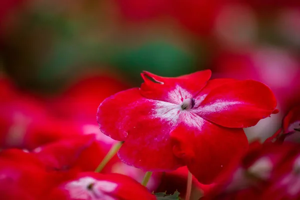 Nærbilde Vakker Blomst – stockfoto