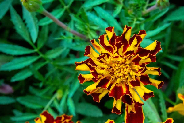 Eine Nahaufnahme Einer Schönen Ringelblume — Stockfoto