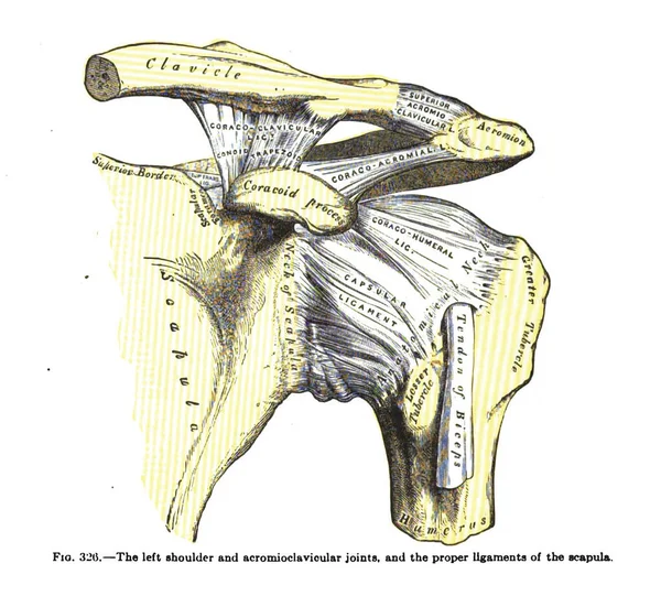 Atlas Insan Anatomisi Kitabından Bir Sayfa — Stok fotoğraf