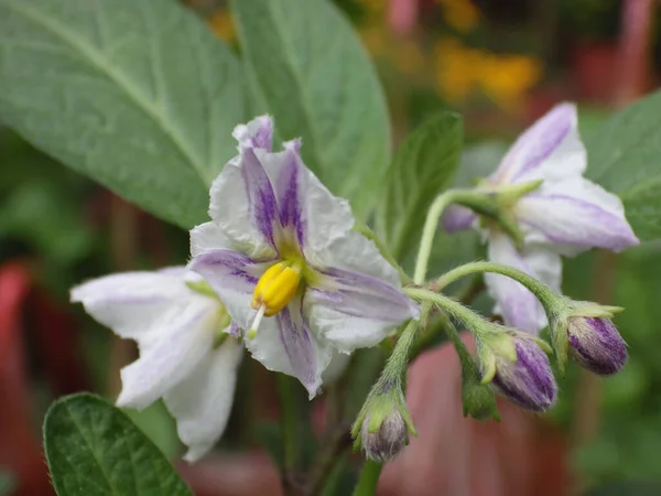 Tiro Foco Raso Flores Lilás — Fotografia de Stock