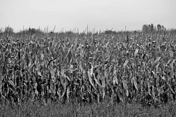 Серый Снимок Кукурузного Поля — стоковое фото