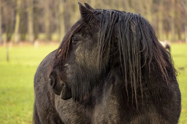 大匹黑色弗里斯兰马在草地上的身躯 长长的 几乎是可怕的鬃毛将它的头转过来 呈轮廓 — 图库照片