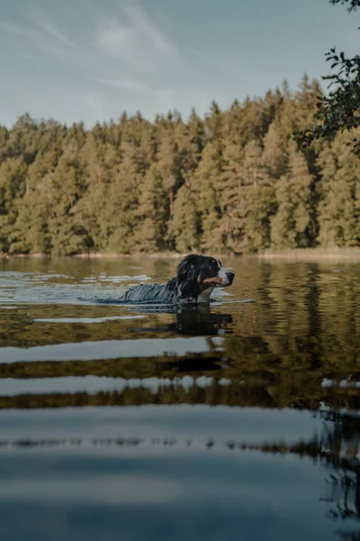 Uma Foto Perfil Lindo Bernese Mountain Dog Nadando Lago — Fotografia de Stock