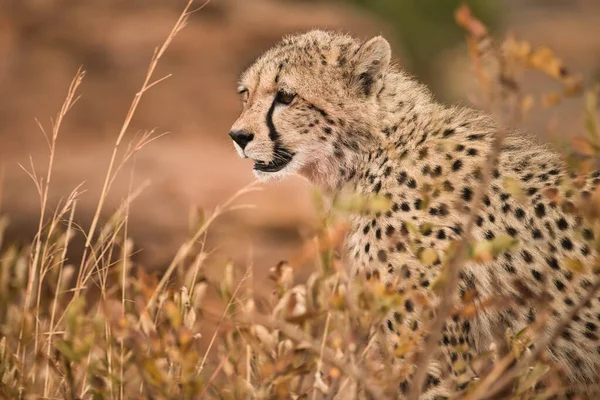 Detailní Záběr Krásného Leoparda Divočině — Stock fotografie