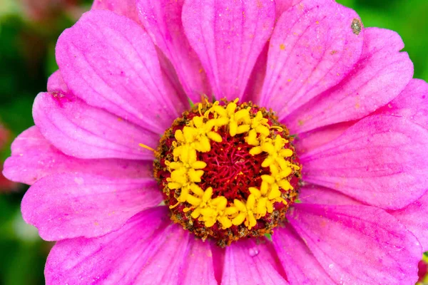 Zbliżenie Makro Ostrość Strzał Piękny Różowy Kwiat — Zdjęcie stockowe