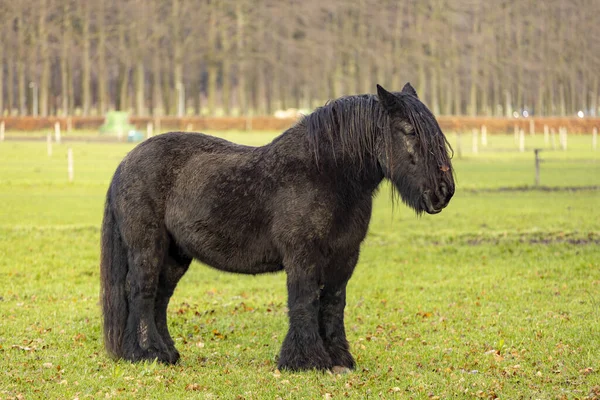 Großes Schwarzes Friesenpferd Auf Der Weide Mit Langen Fast Dreadlockmähnen — Stockfoto