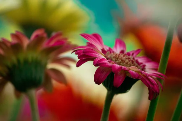 Eine Nahaufnahme Einer Schönen Blume — Stockfoto