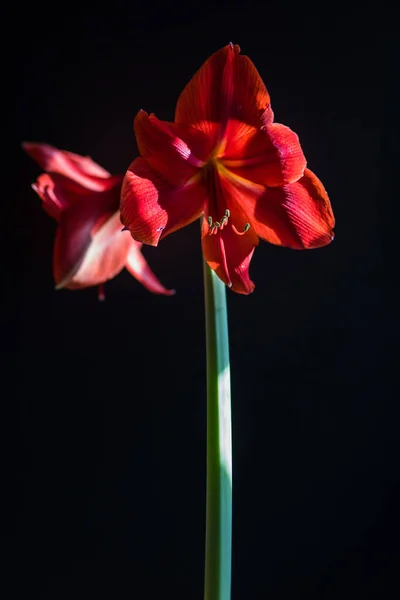 Eine Vertikale Aufnahme Blühender Amaryllis Hippeastrum Blume Auf Schwarzem Hintergrund — Stockfoto