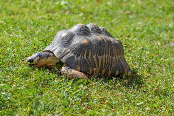 一只美丽的乌龟在草地上的特写镜头 上面有一个花纹壳 — 图库照片