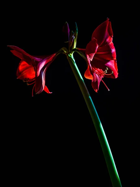 Μια Κάθετη Λήψη Ανθισμένου Άνθους Amaryllis Hippeastrum Μαύρο Φόντο Κάτω — Φωτογραφία Αρχείου