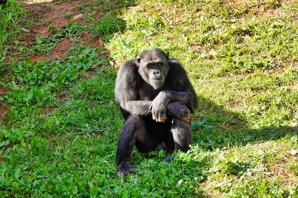 Ένας Χαριτωμένος Μαύρος Χιμπατζής Κάθεται Και Αναπαύεται Στο Γρασίδι Στο — Φωτογραφία Αρχείου