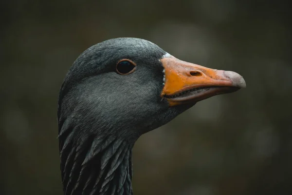 Μια Ρηχή Εστίαση Του Κεφαλιού Μιας Χήνας Greylag Anser Anser — Φωτογραφία Αρχείου