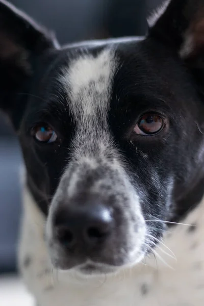 Vertical Closeup Cute Black White Dog — Stock Photo, Image