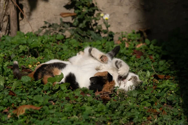 Μια Όμορφη Φωτογραφία Γάτες Χαζολογούν Στο Γρασίδι Του Πάρκου — Φωτογραφία Αρχείου